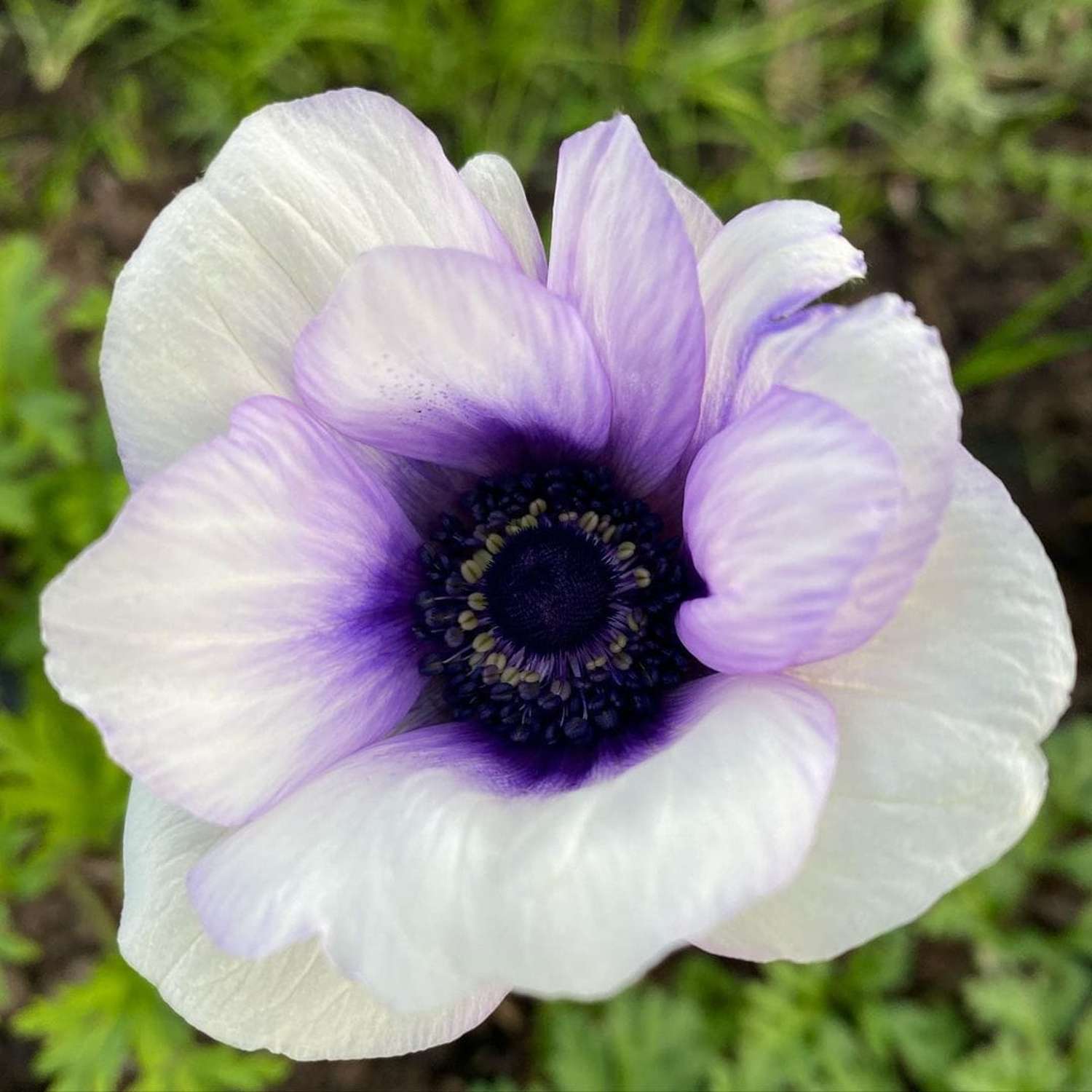 Anemone 'Rainbow Blue & White' - Anemone